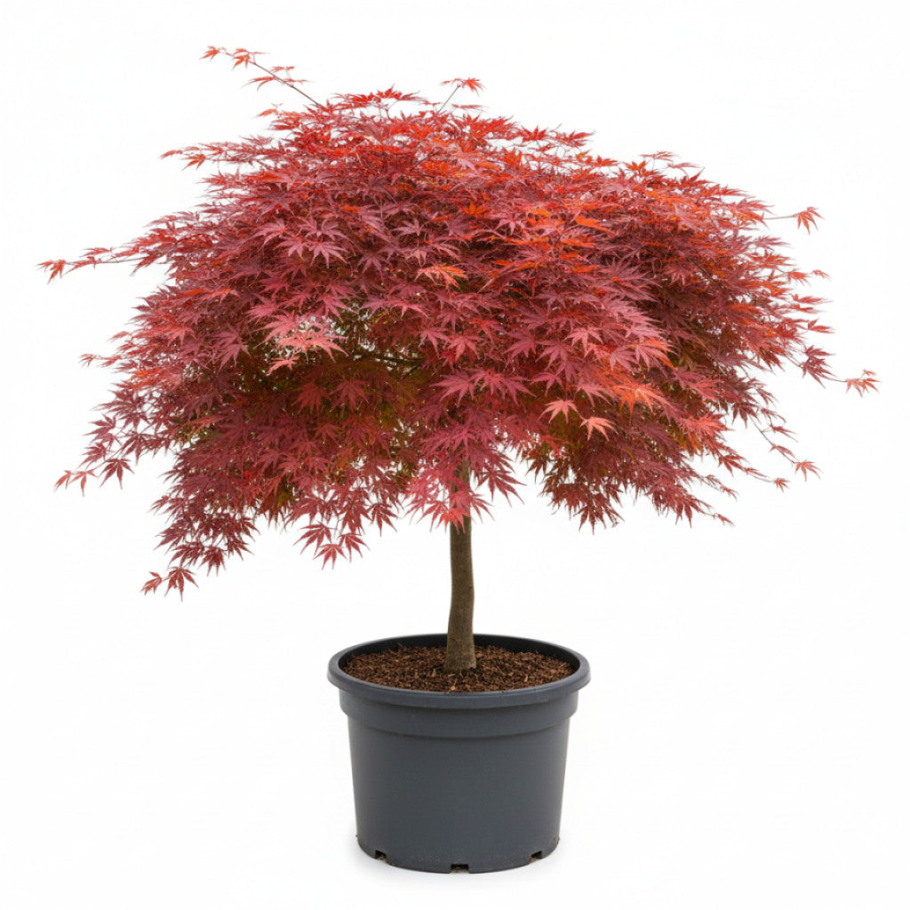 Japansk lönn – Acer pal. &