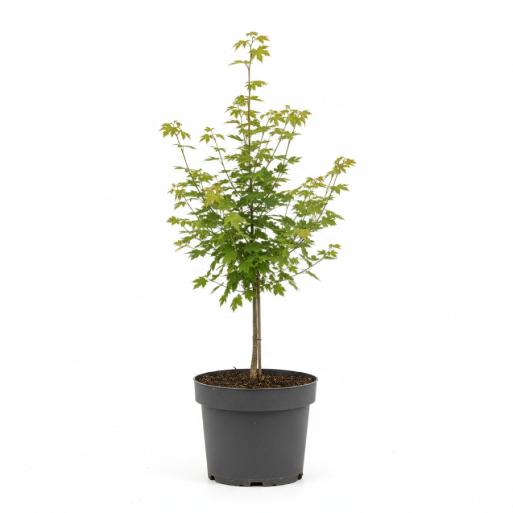 Fältlönn – Acer campestre - C7,5 60/+ CM