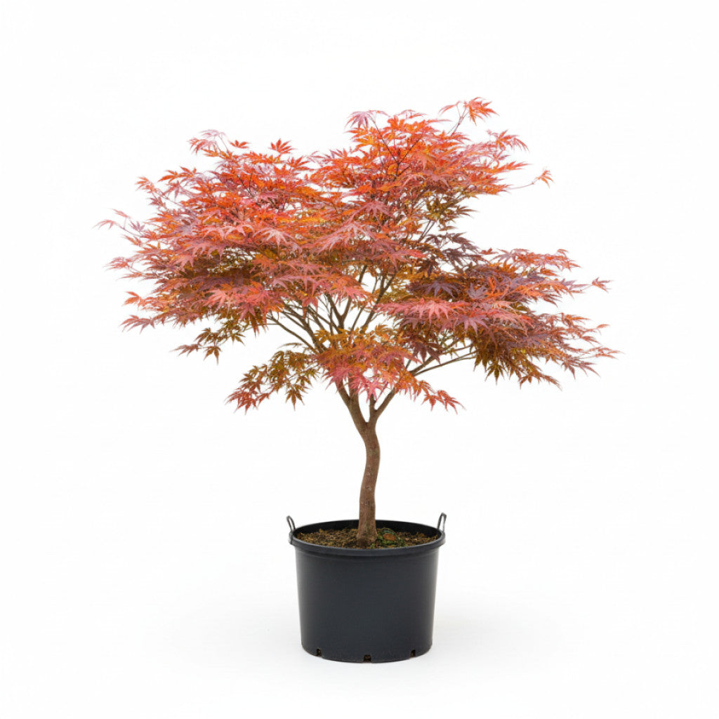 Japansk lönn – Acer pal. &
