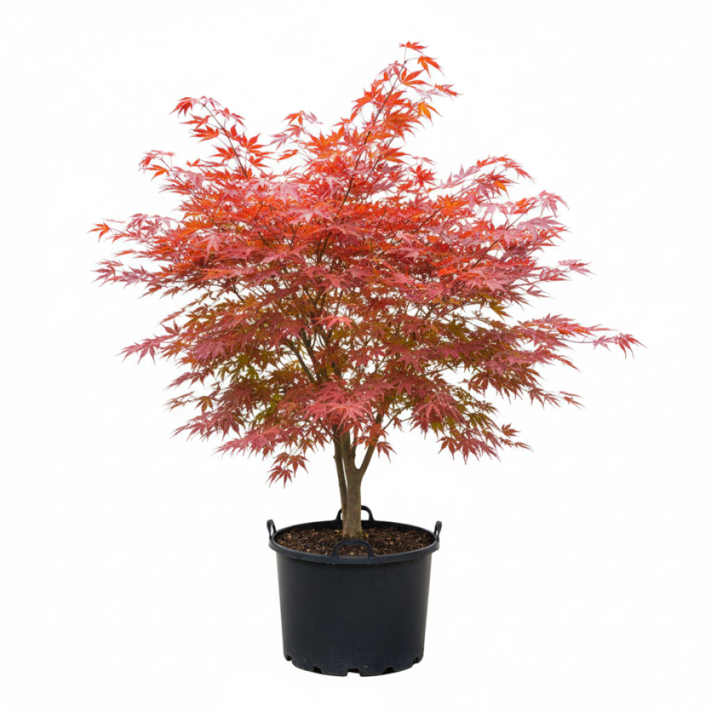 Japansk lönn – Acer pal. &