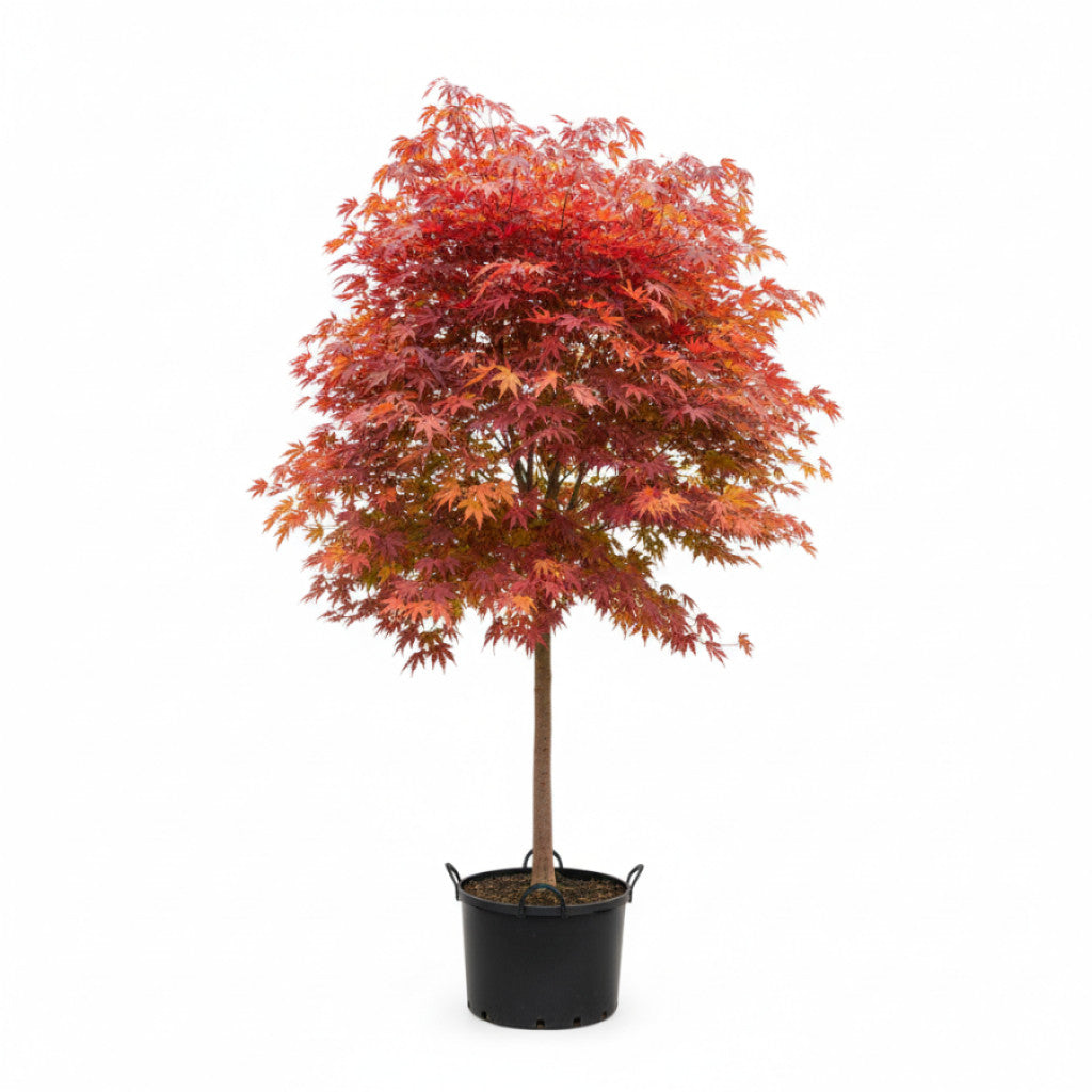 Japansk lönn – Acer pal. &
