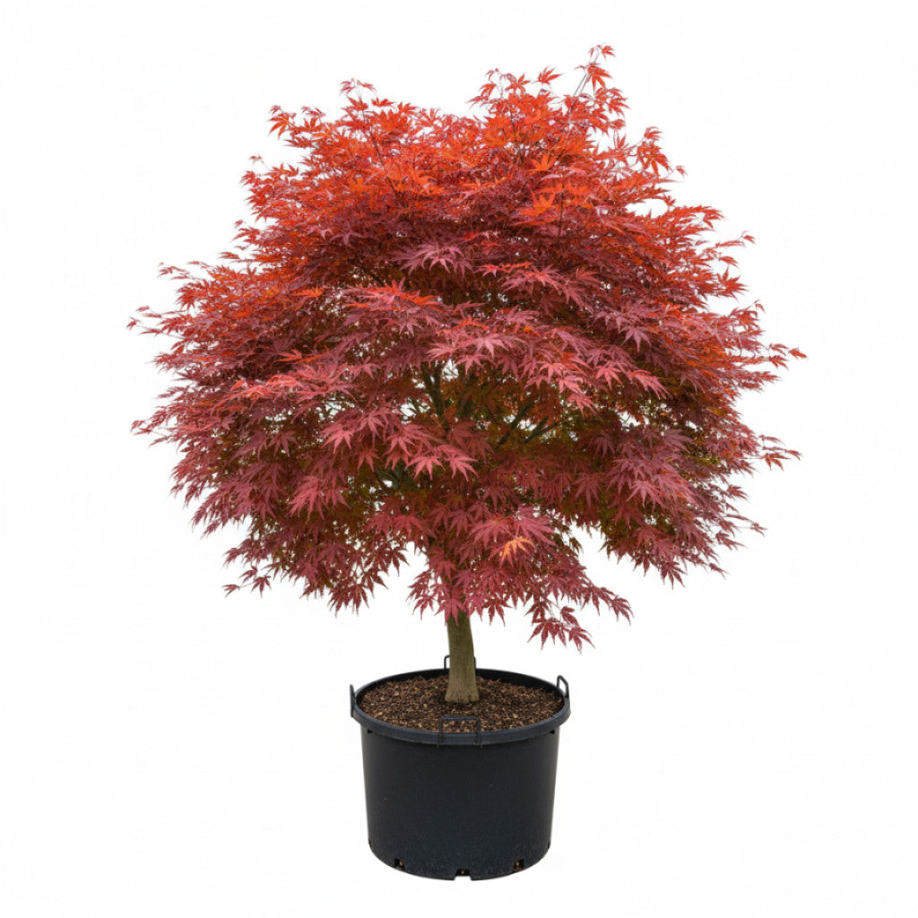 Japansk lönn – Acer pal. &