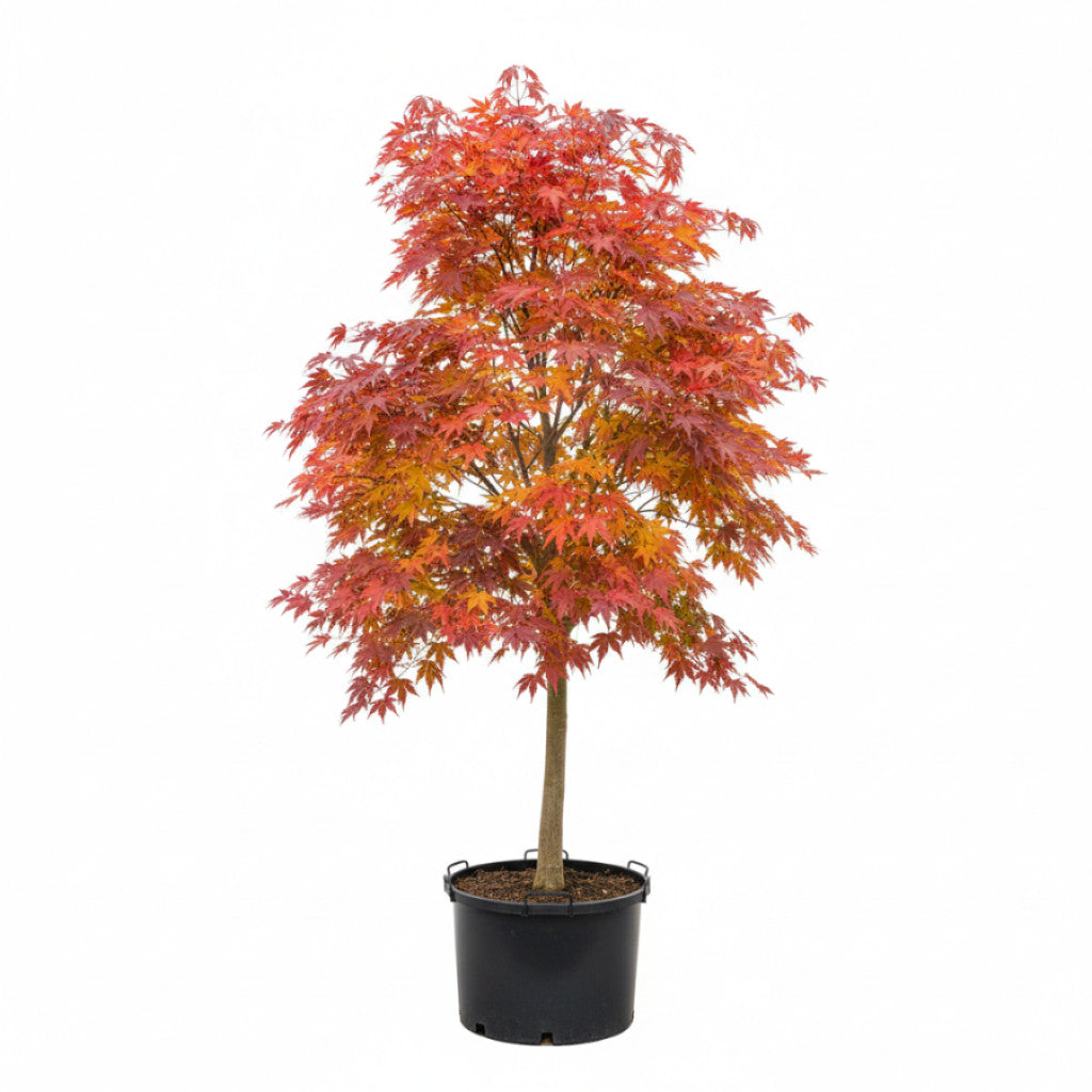 Japansk lönn – Acer pal. &