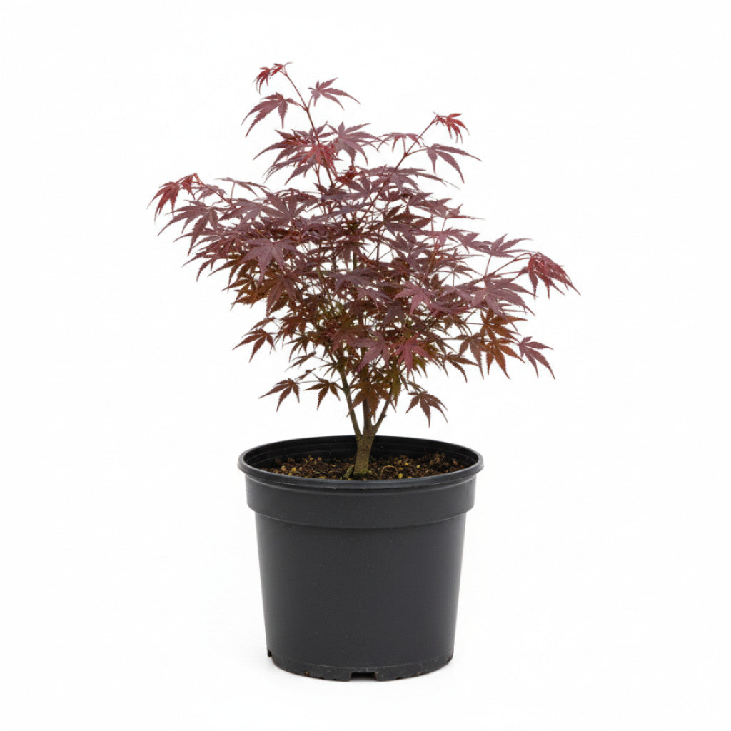 Japansk lönn – Acer pal. &
