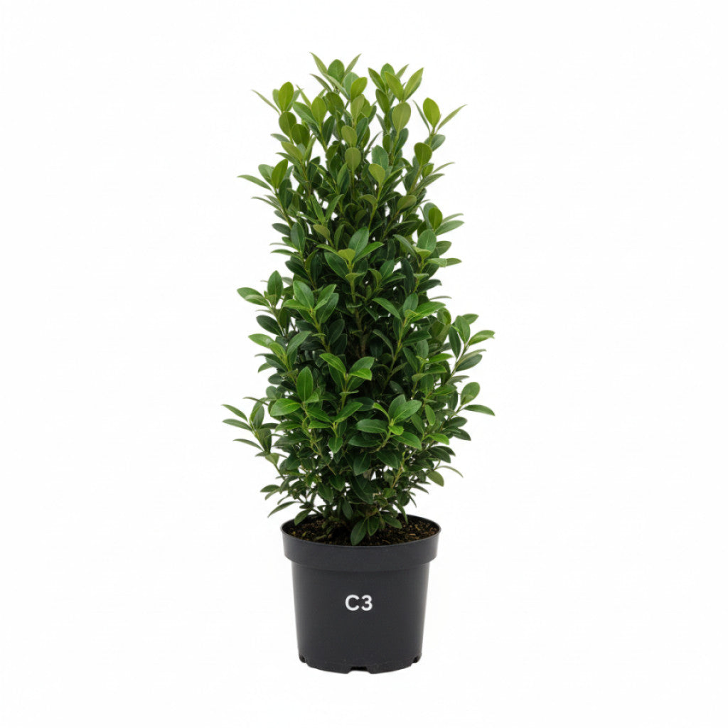 Japansk benved – Euonymus japonicus &