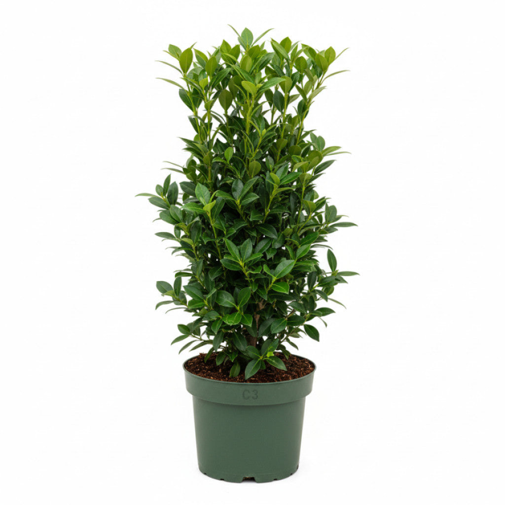 Japansk benved – Euonymus japonicus &