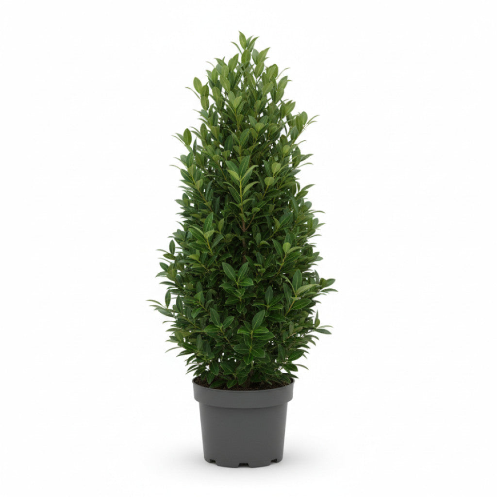 Japansk benved – Euonymus japonicus &