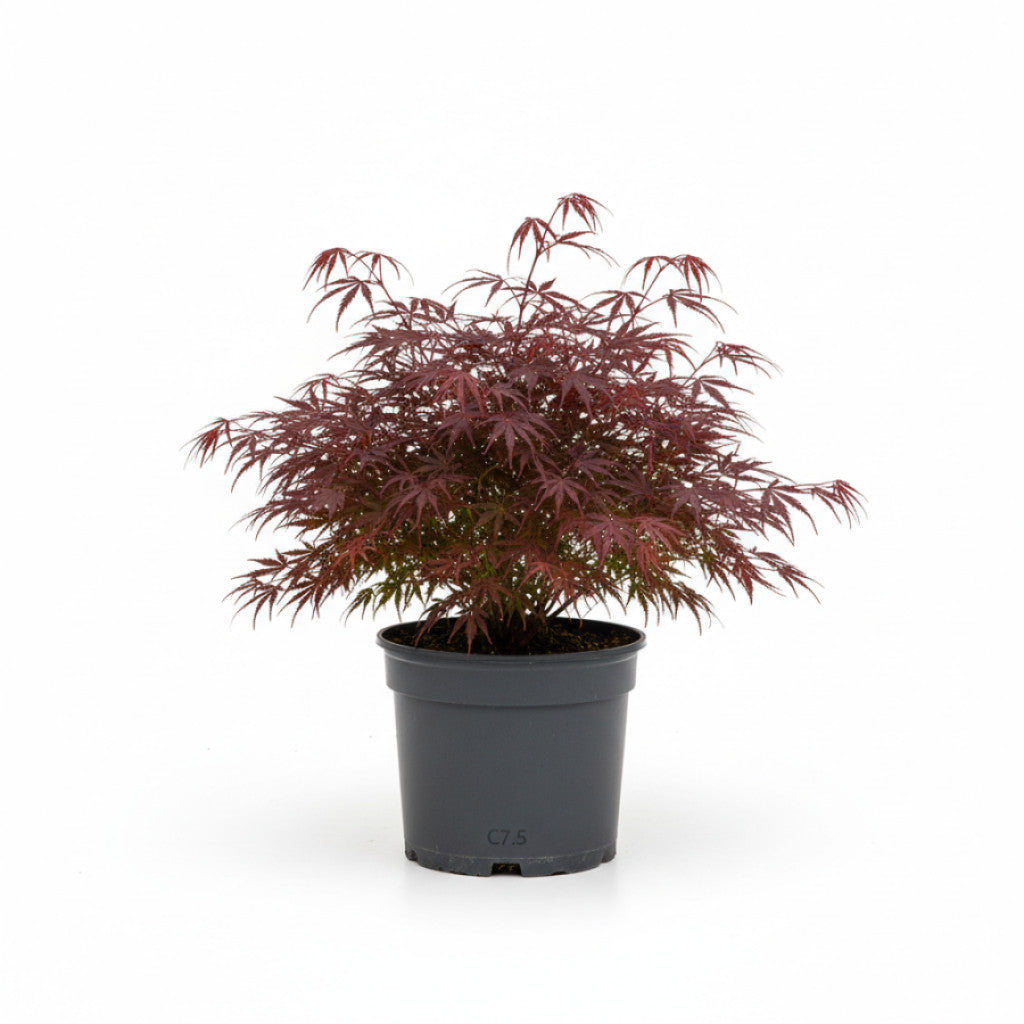 Japansk lönn – Acer pal. &