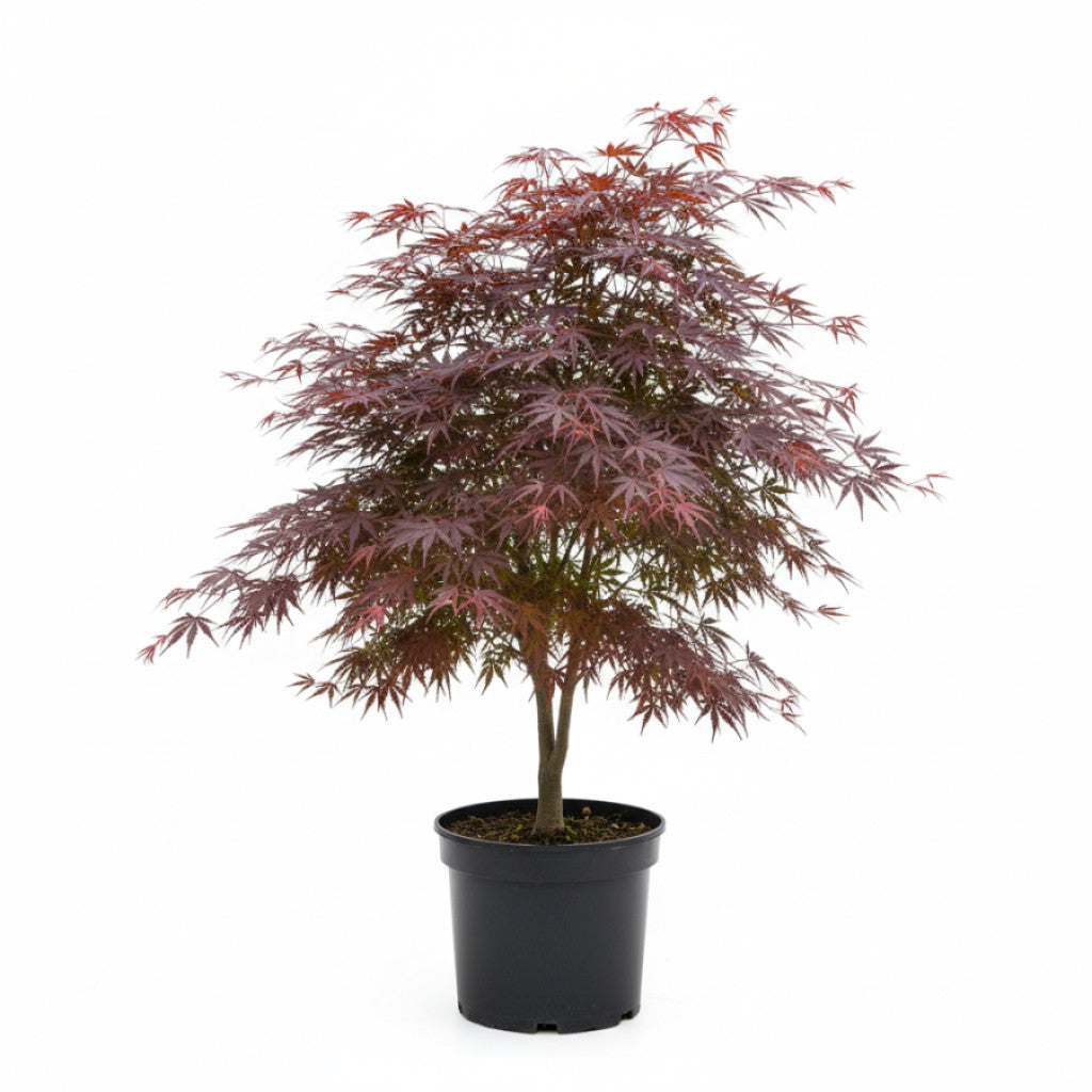 Japansk lönn – Acer pal. &