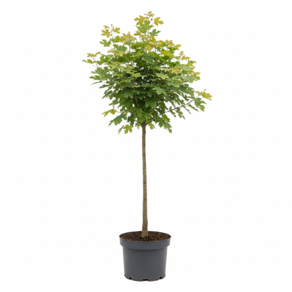 Fältlönn – Acer campestre - C7.5 80-100 CM