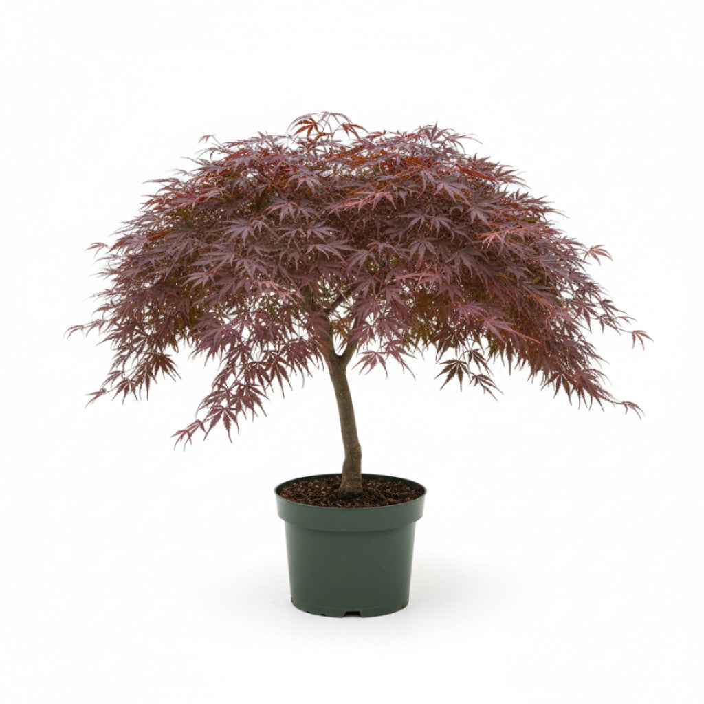 Japansk lönn – Acer pal. &