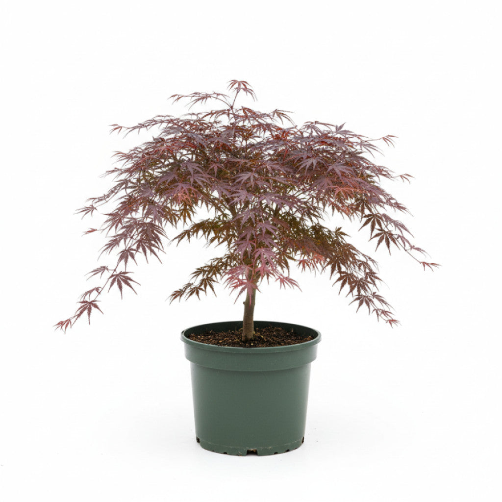 Japansk lönn – Acer pal. &