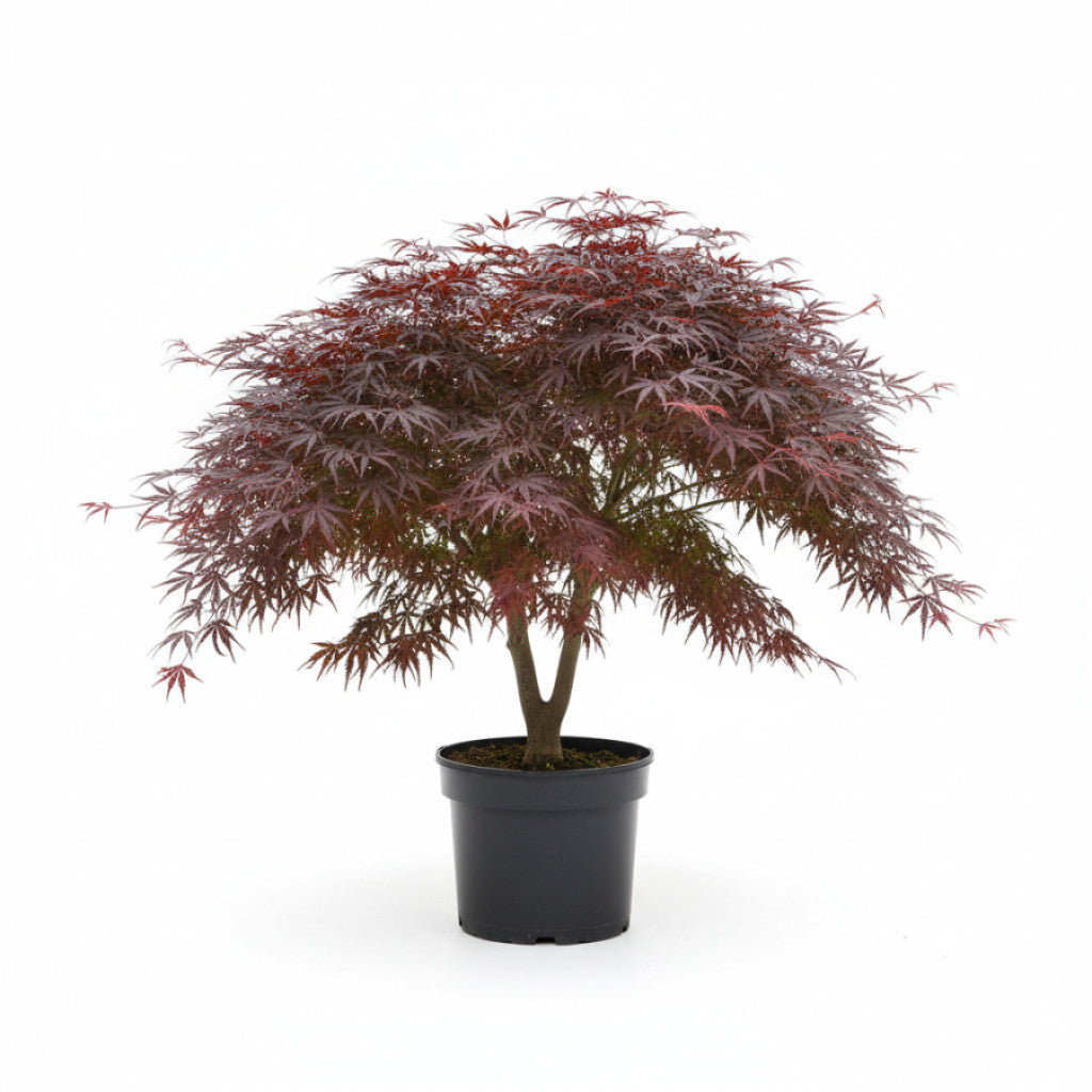 Japansk lönn – Acer pal. &
