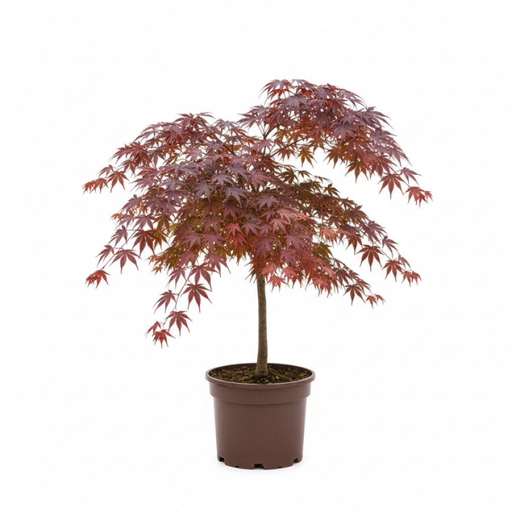 Japansk lönn – Acer pal. &