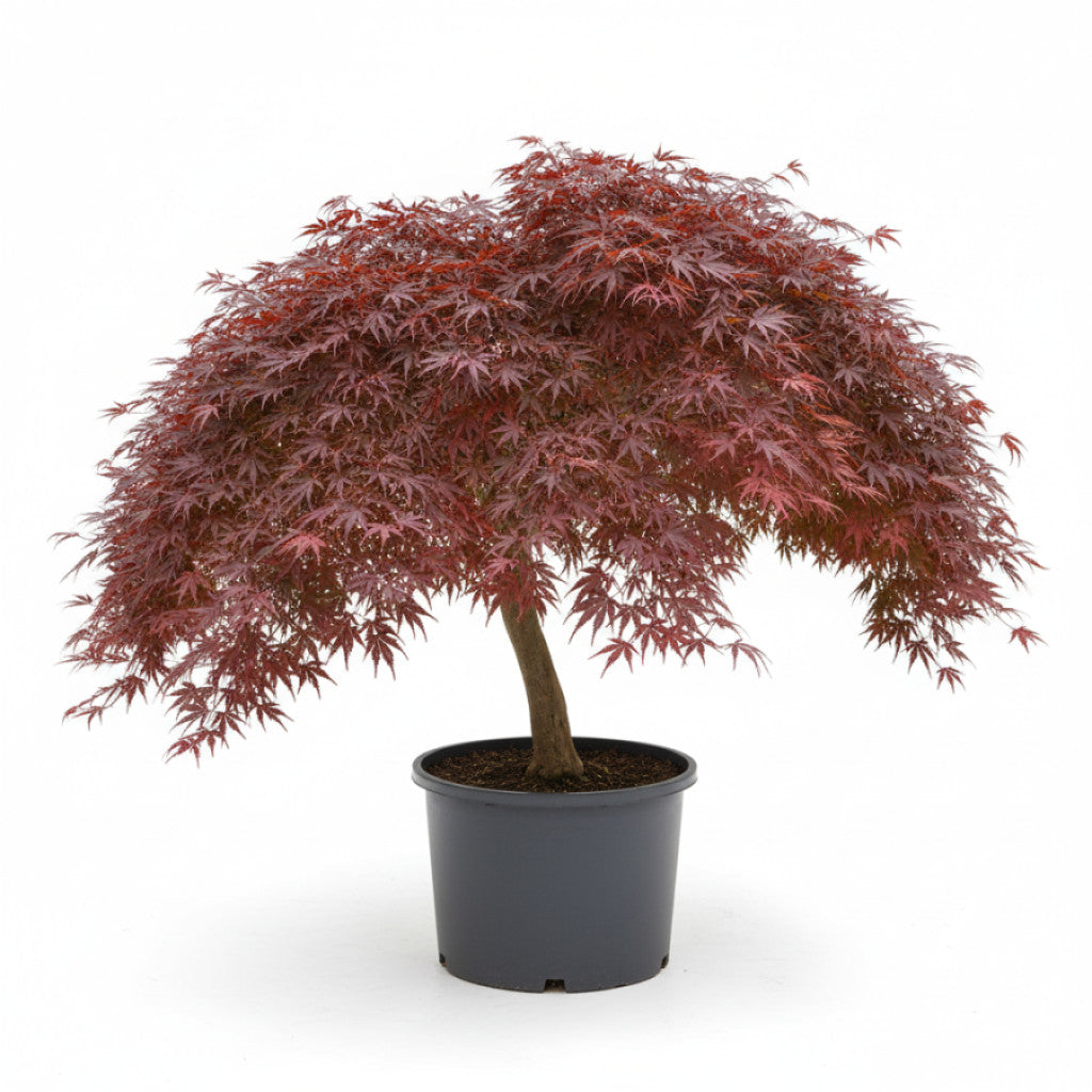 Japansk lönn – Acer pal. &