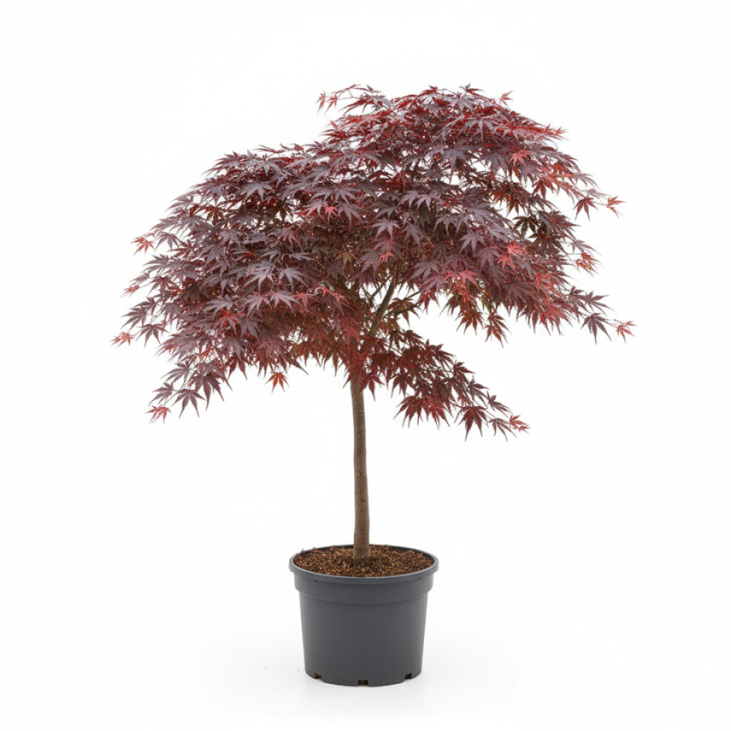 Japansk lönn – Acer pal. &