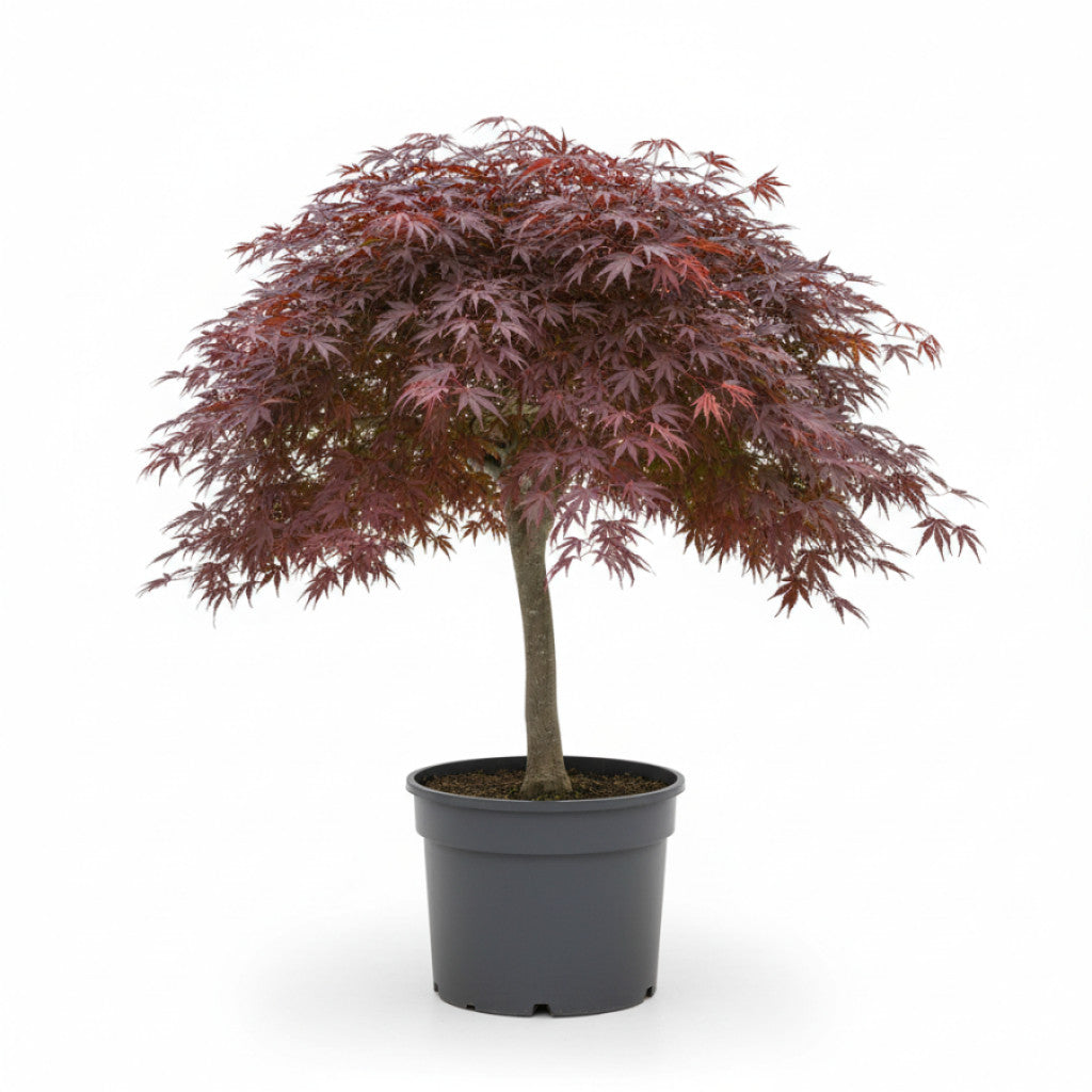 Japansk lönn – Acer pal. &