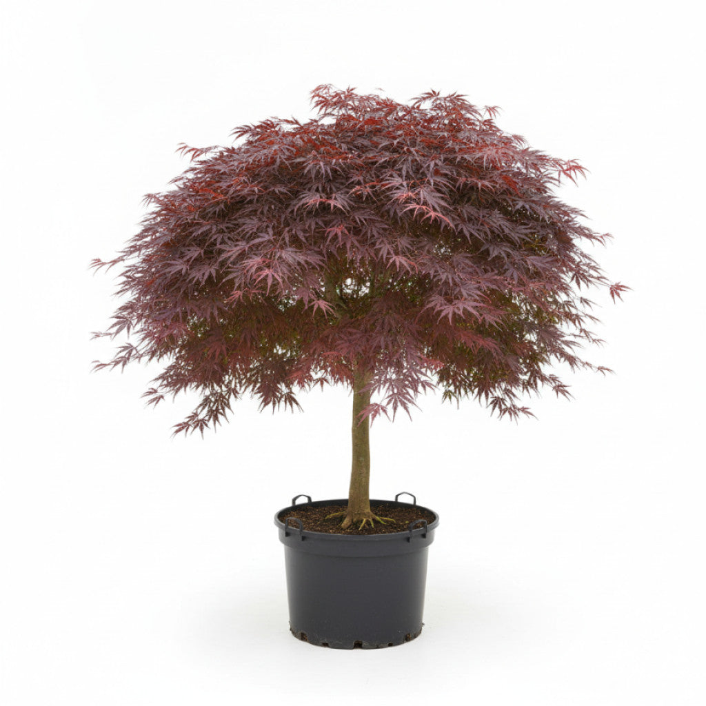 Japansk lönn – Acer pal. &