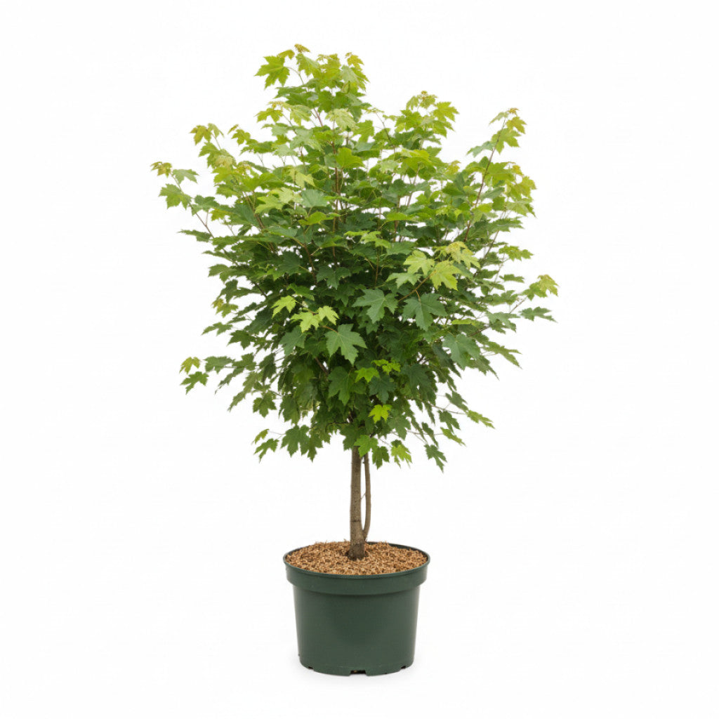 Fältlönn – Acer campestre - C7,5 100-125 CM