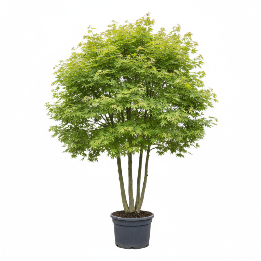 Japansk lönn – Acer pal. &