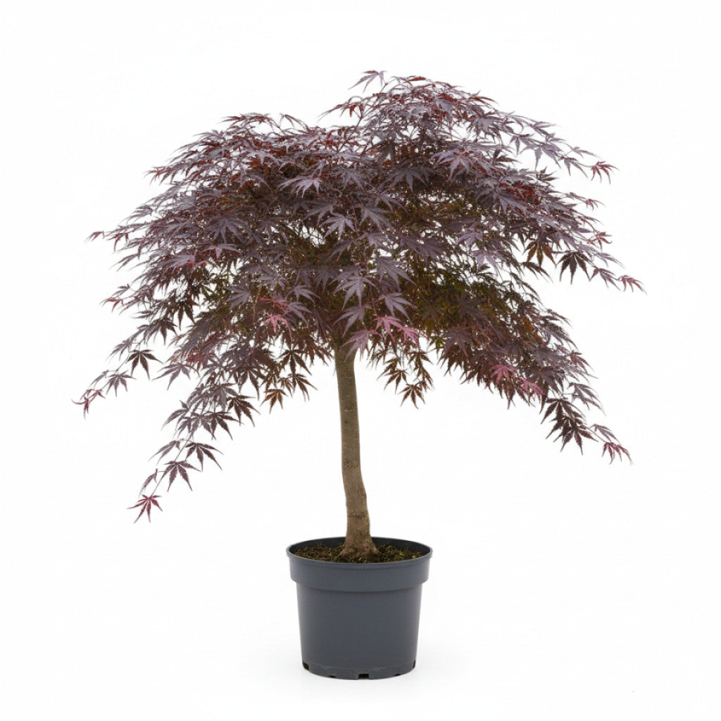 Japansk lönn – Acer pal. &