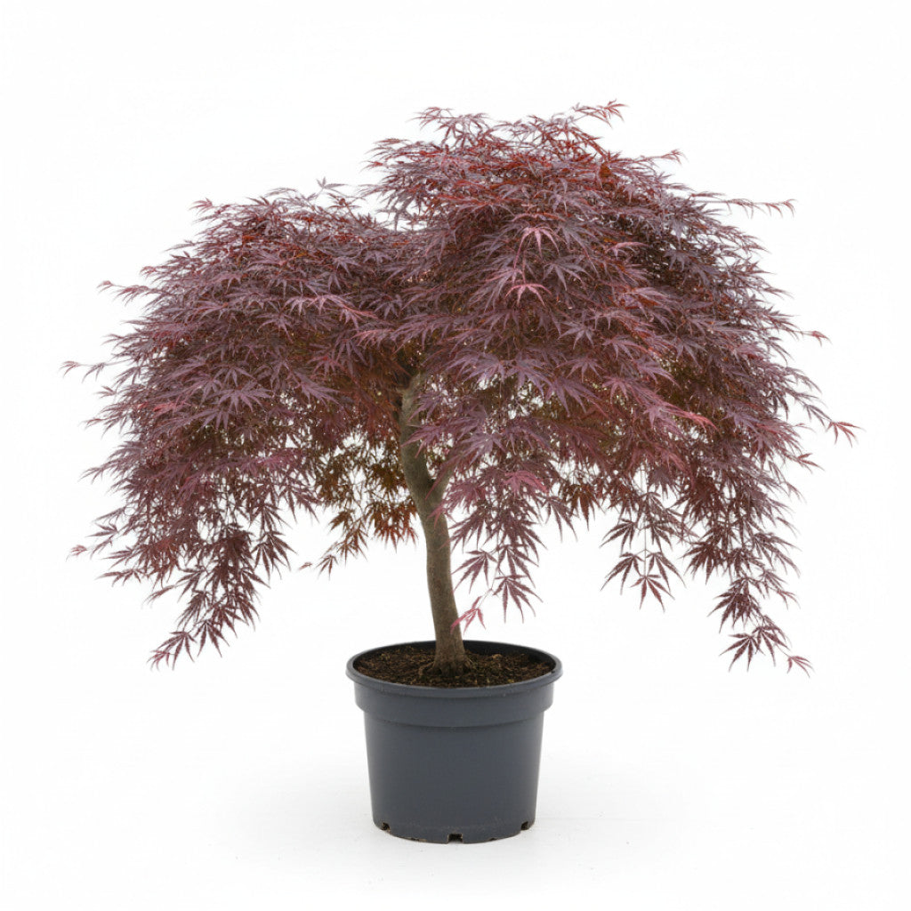 Japansk lönn – Acer pal. &