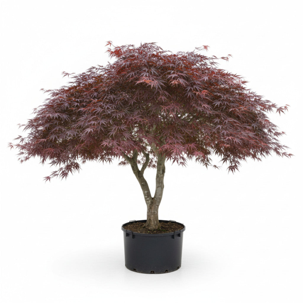 Japansk lönn – Acer pal. &