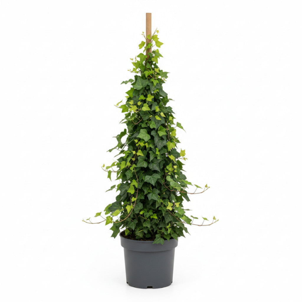 Murgröna – Hedera helix - C5 125-175 CM Stick