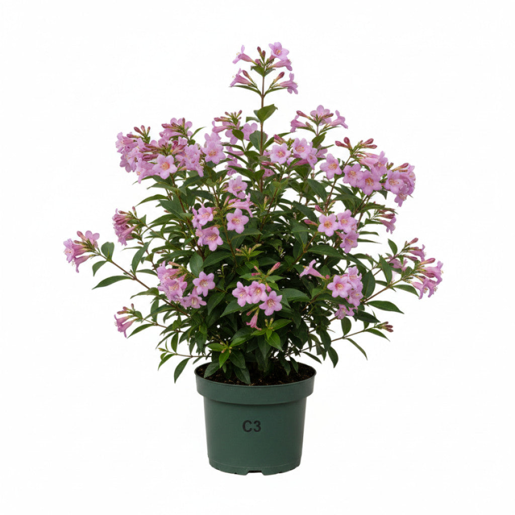 Abelia – Abelia &