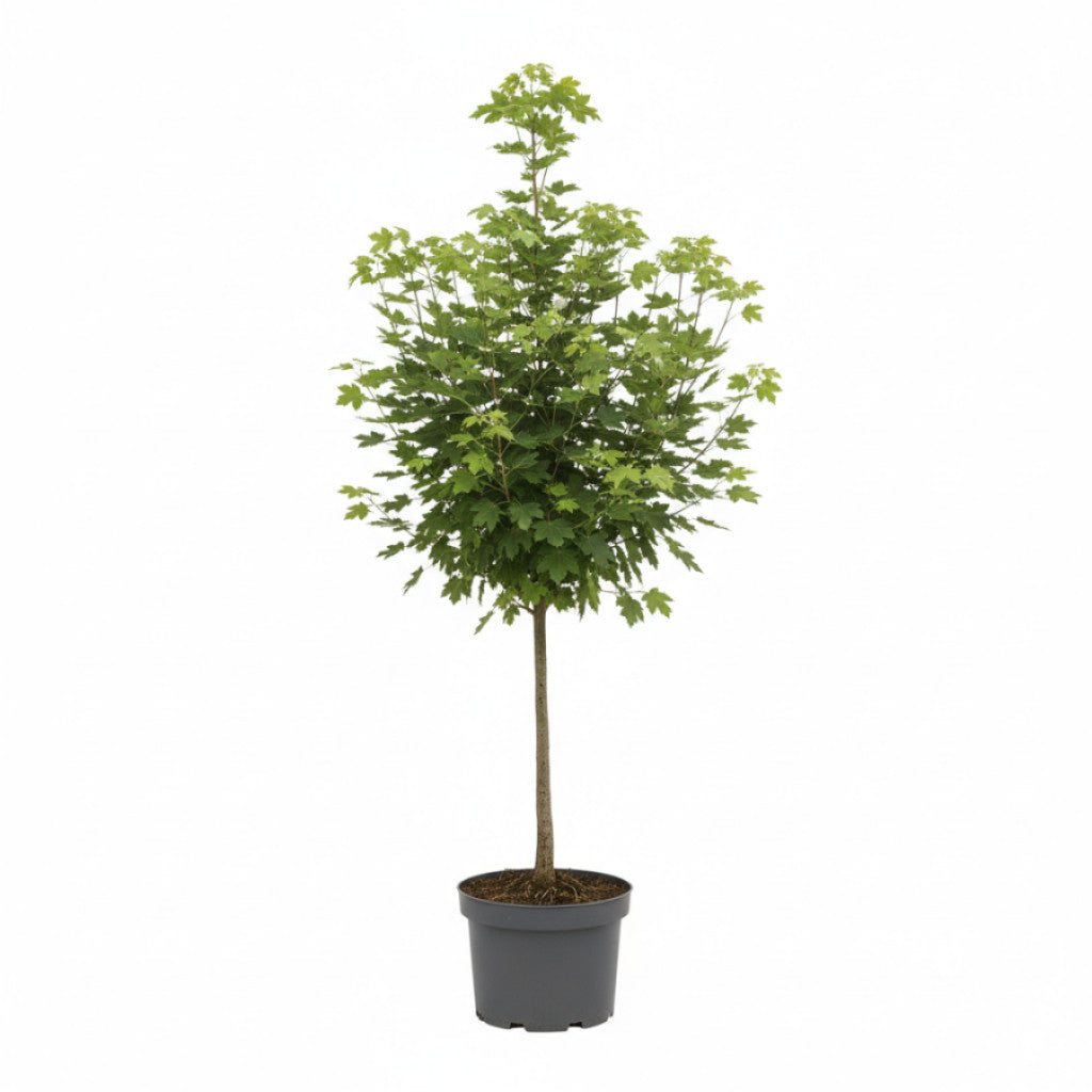 Fältlönn – Acer campestre - C7,5 125-150 CM