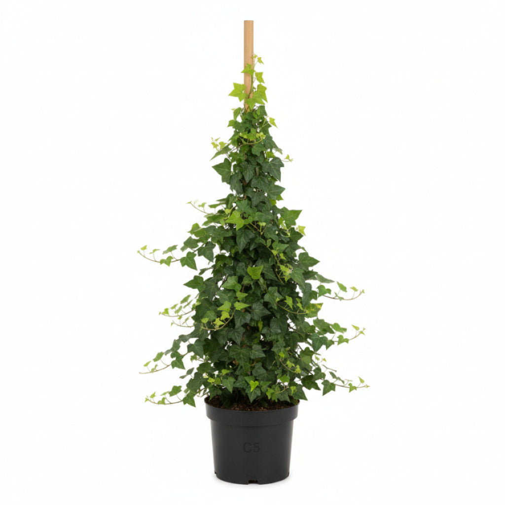 Murgröna – Hedera hibernica - C5 125-150 CM Stick