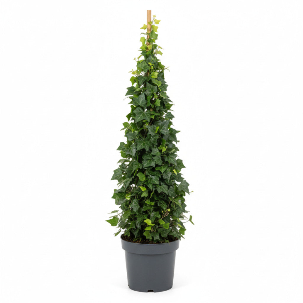 Murgröna – Hedera hibernica - C5 150-175 CM Stick