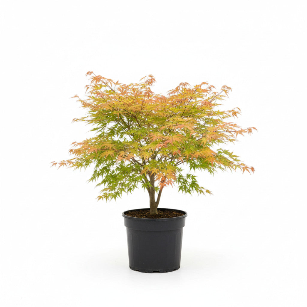 Japansk lönn – Acer pal. &