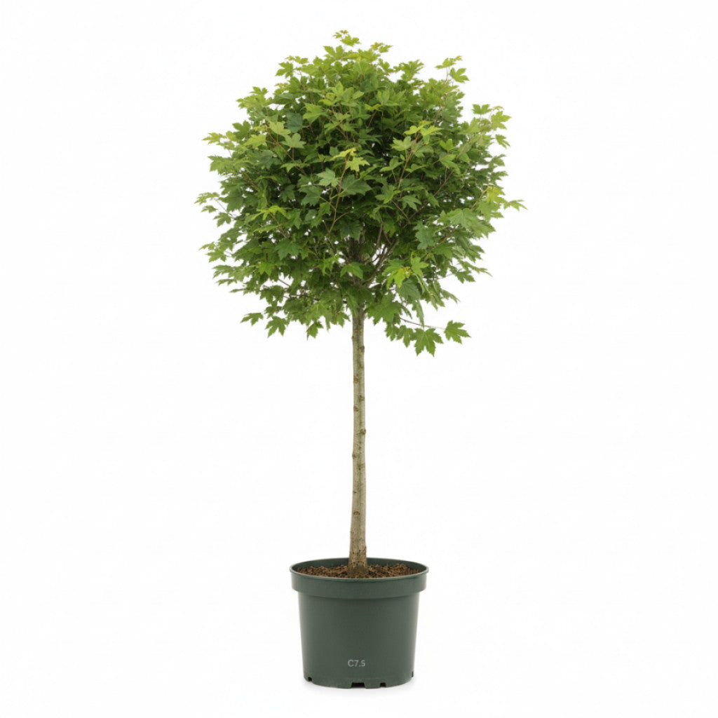 Fältlönn – Acer campestre - C7.5 150-175 CM