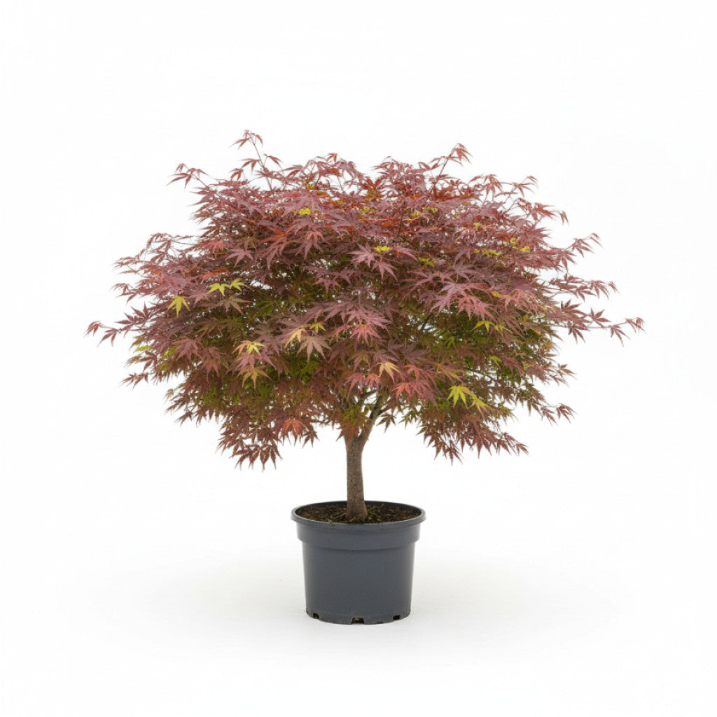Japansk lönn – Acer pal. &