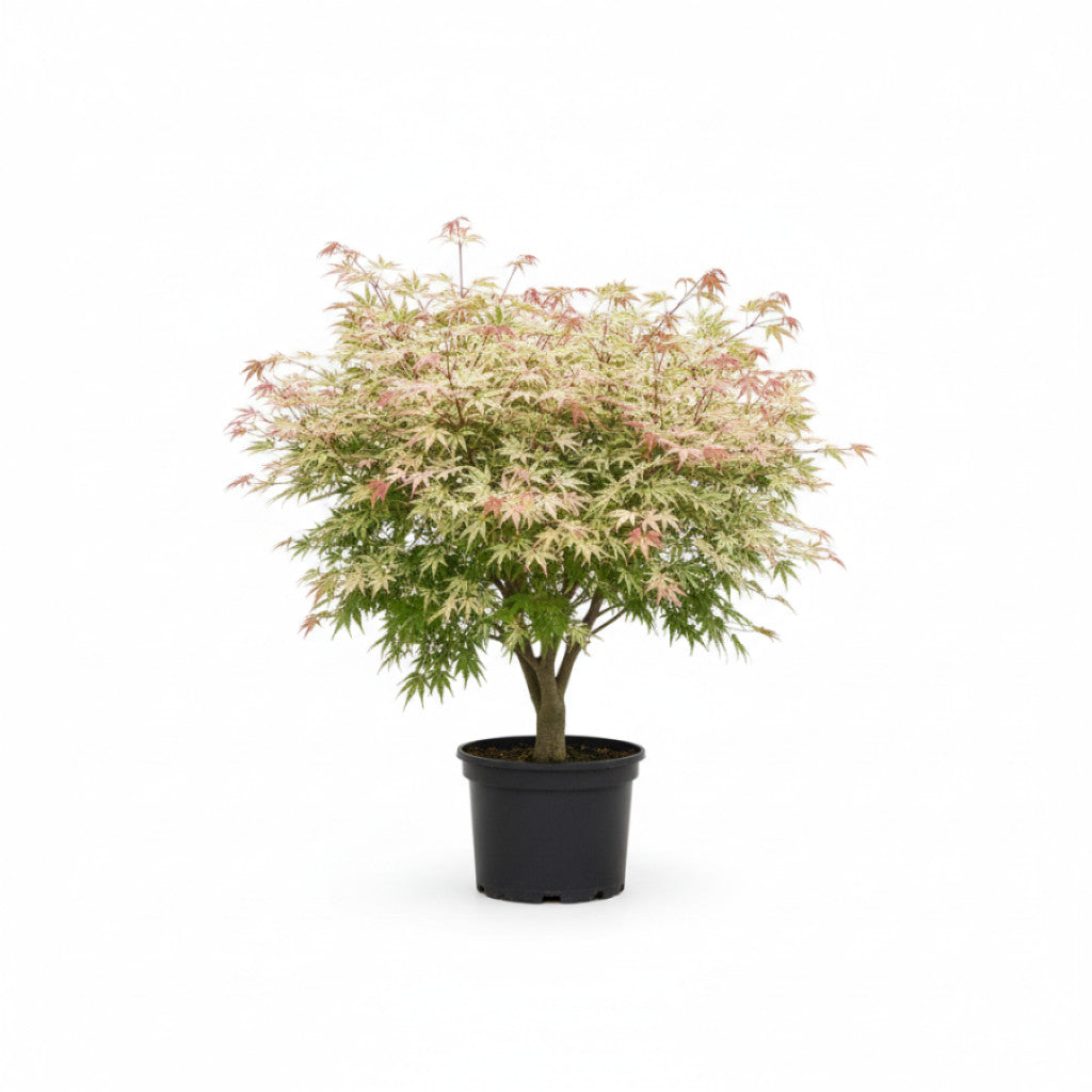 Japansk lönn – Acer pal. &