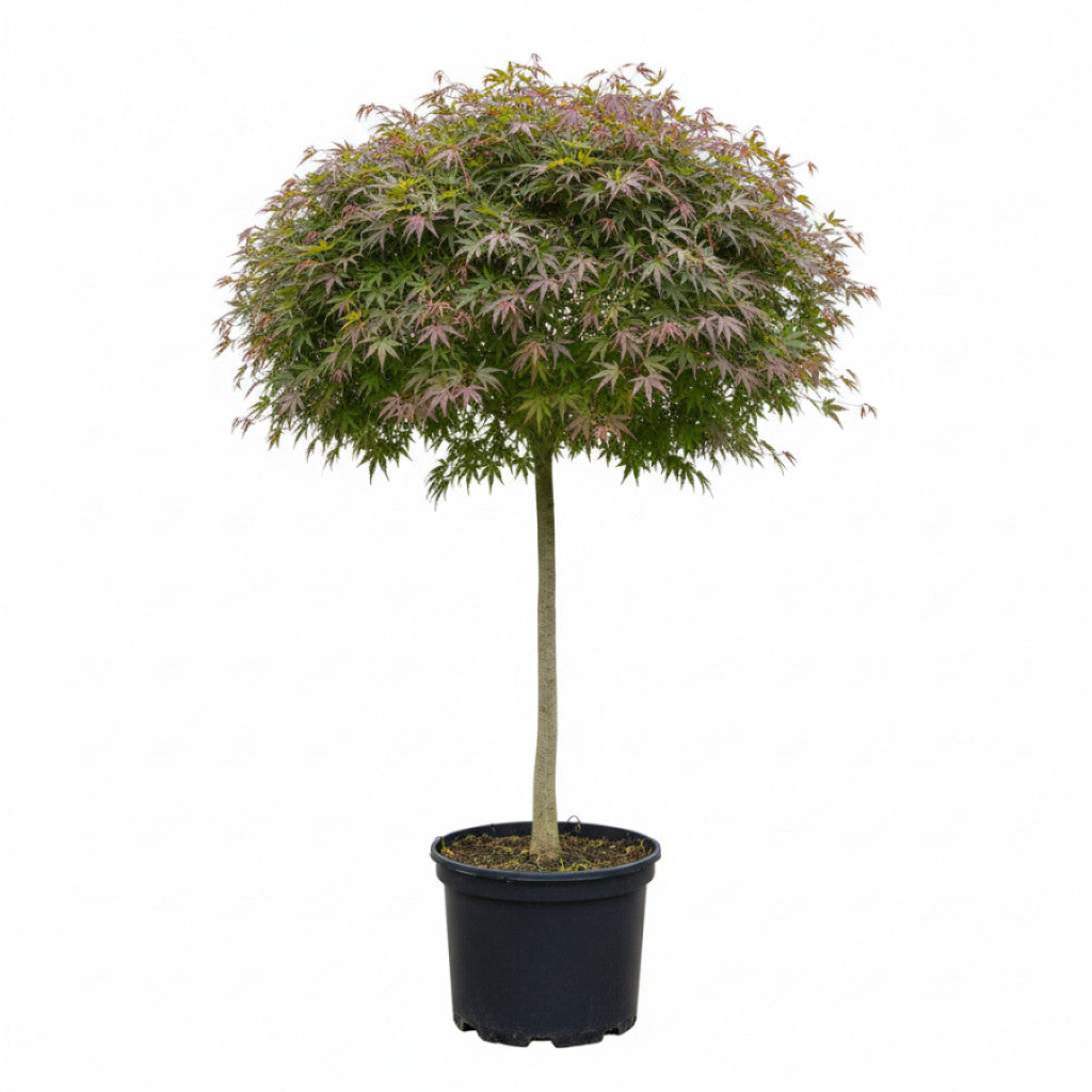 Japansk lönn – Acer pal. &