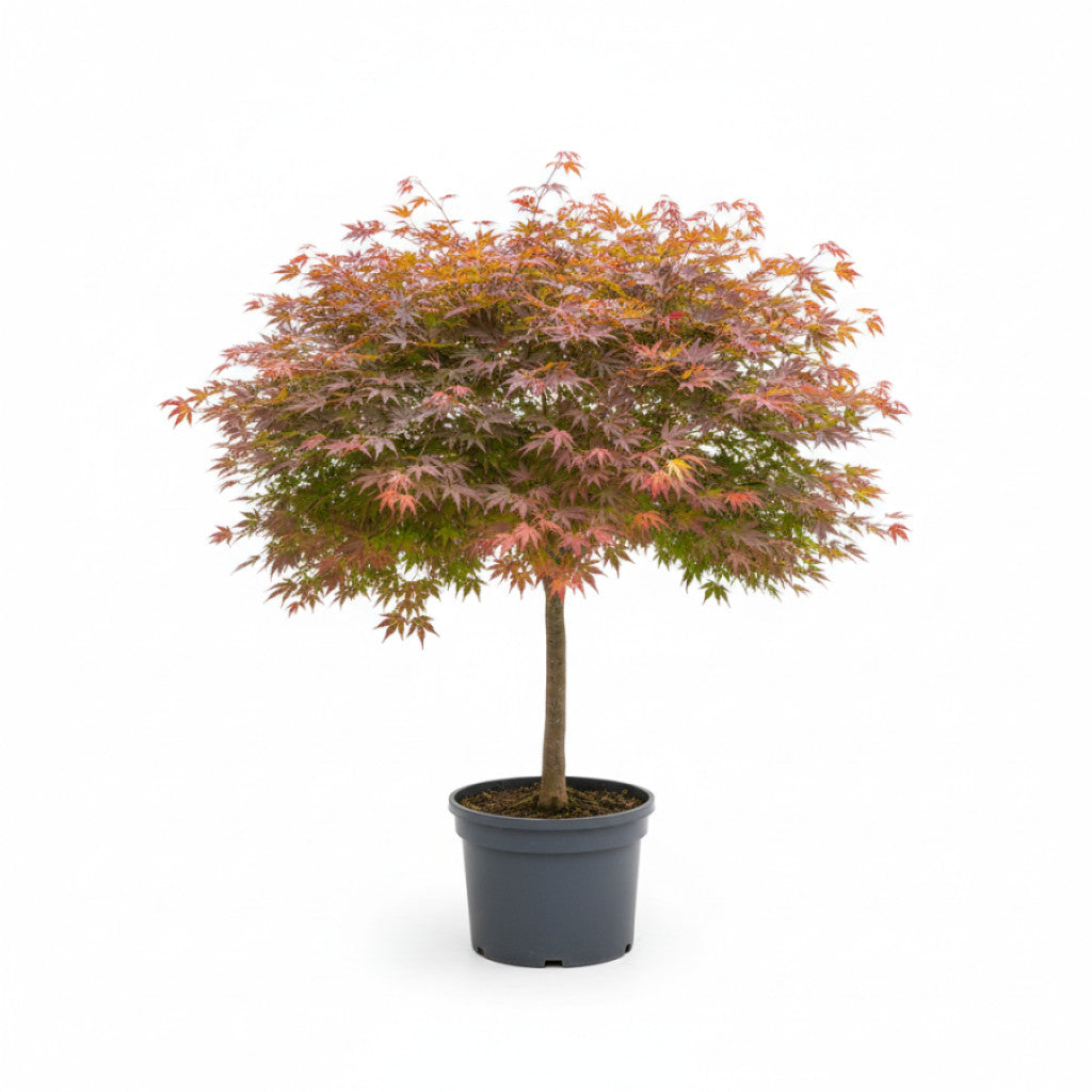 Japansk lönn – Acer pal. &