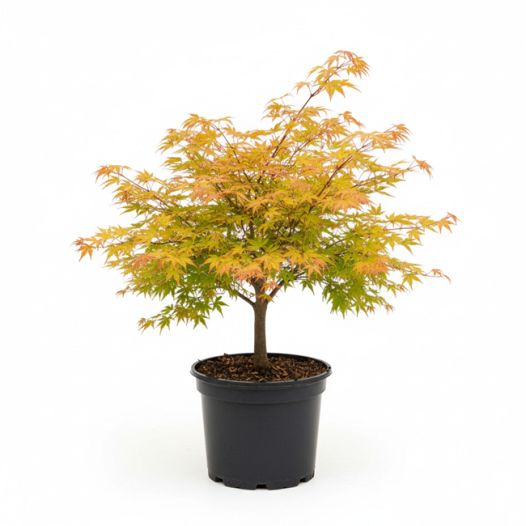 Japansk lönn – Acer pal. &