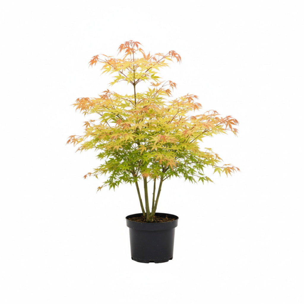 Japansk lönn – Acer pal. &