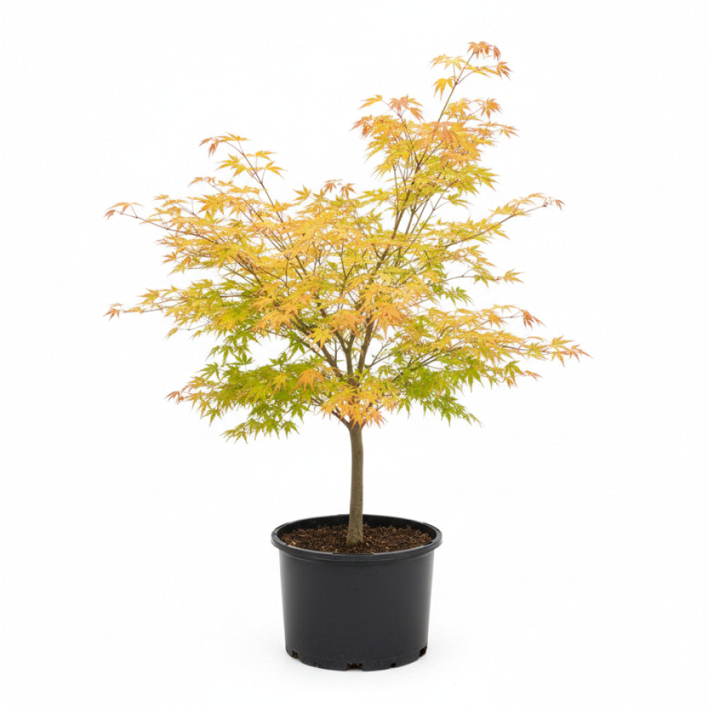 Japansk lönn – Acer pal. &