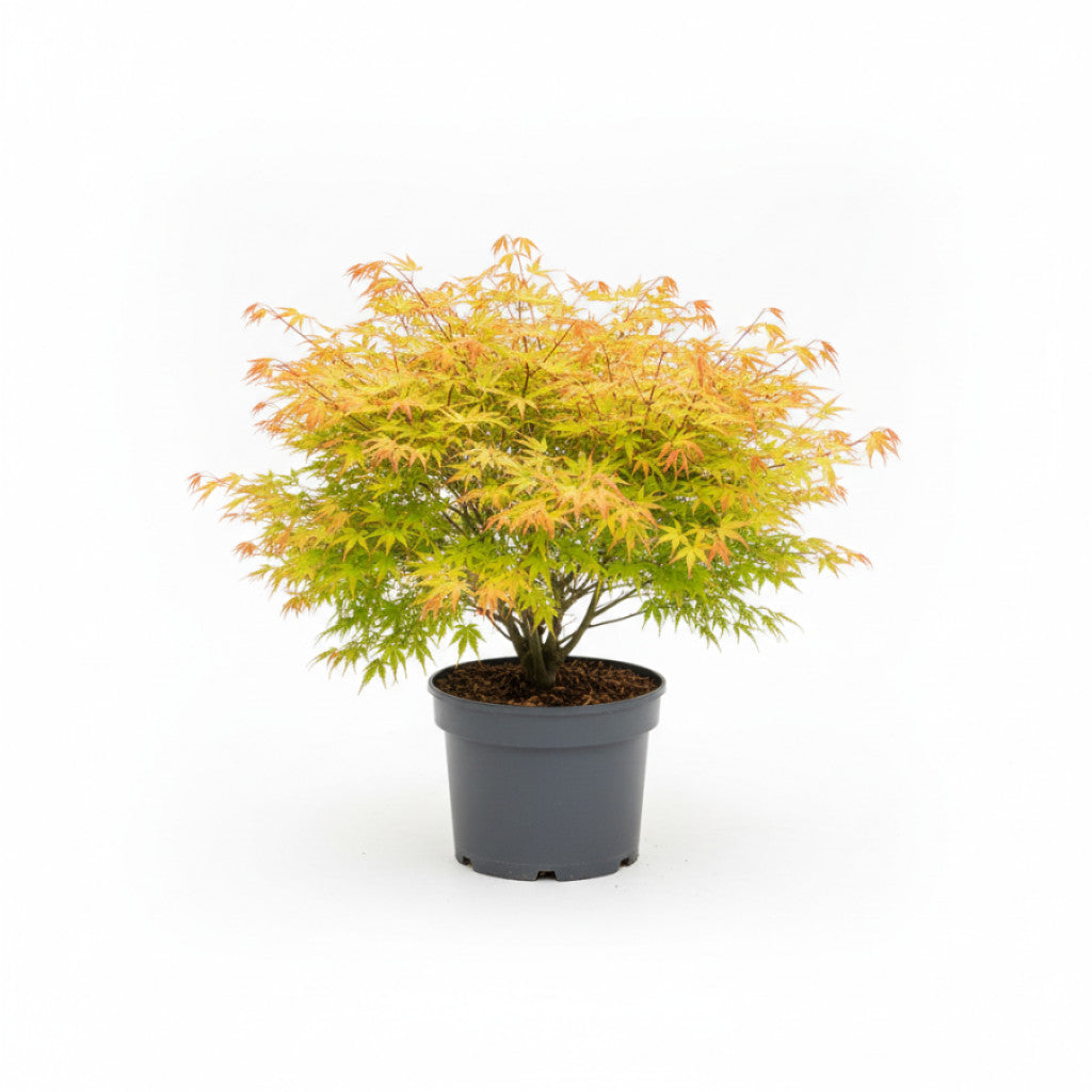 Japansk lönn – Acer pal. &
