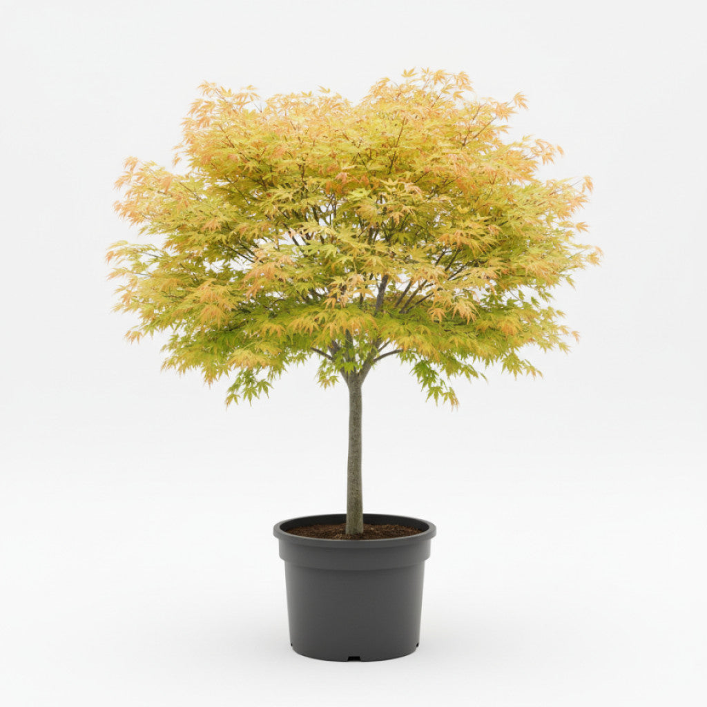 Japansk lönn – Acer pal. &