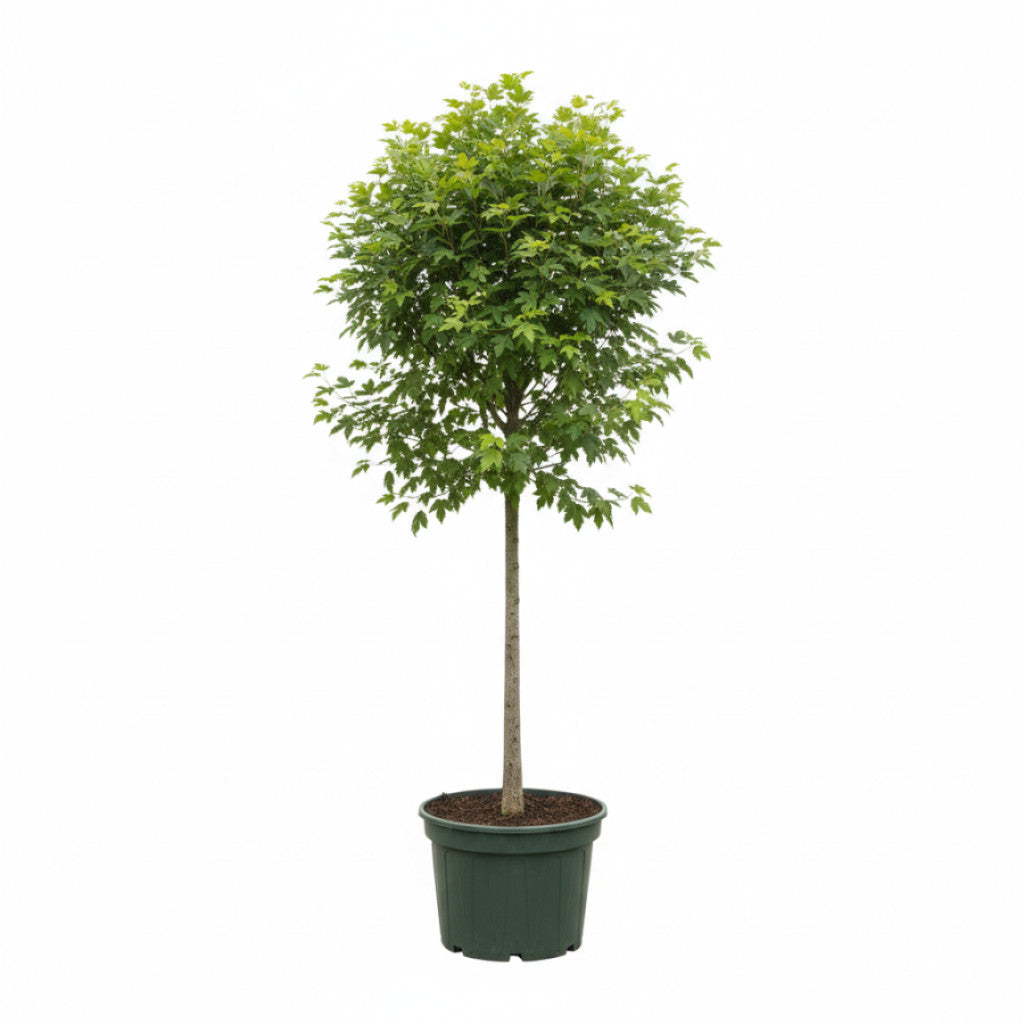 Fältlönn – Acer campestre - C7.5 175-200 CM