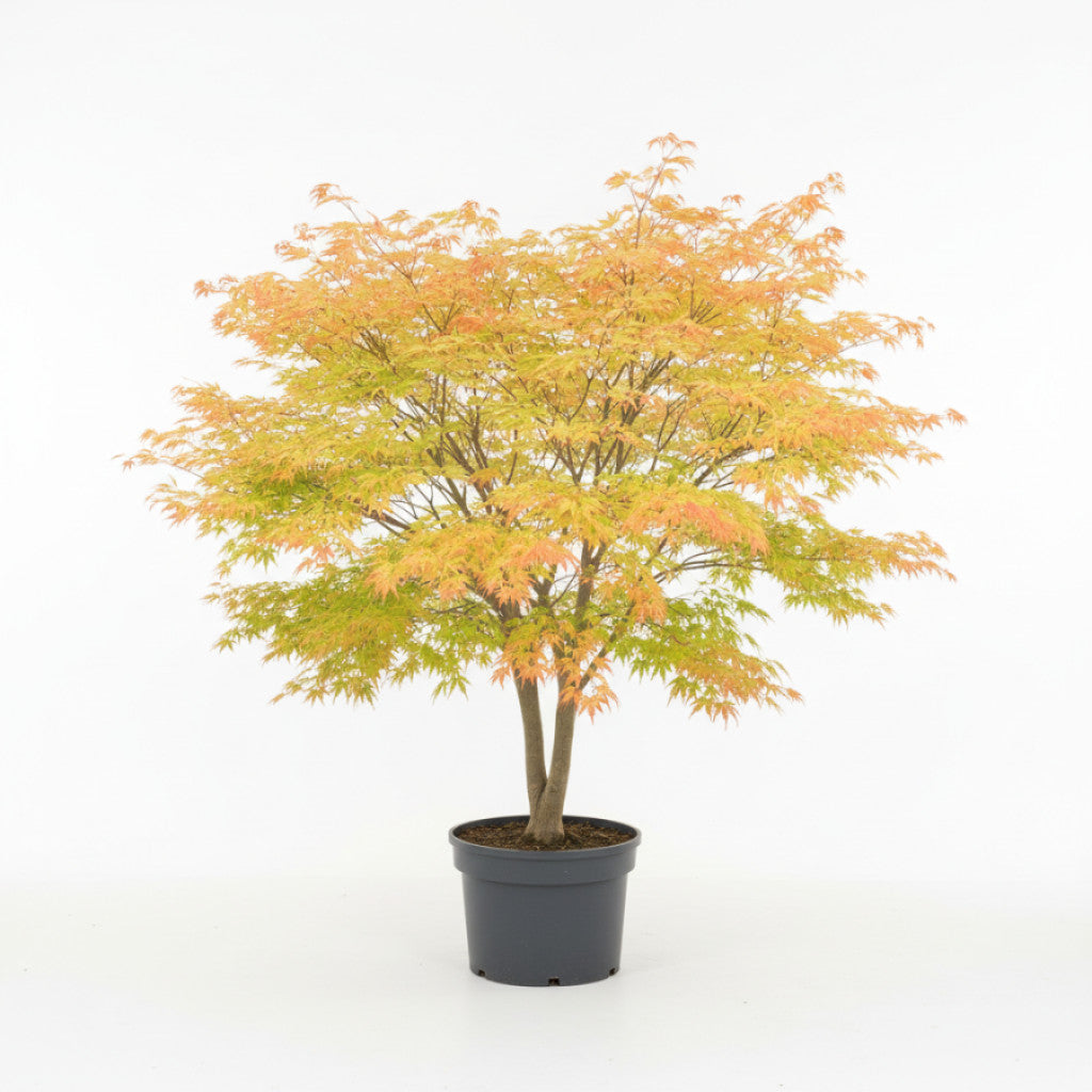 Japansk lönn – Acer pal. &