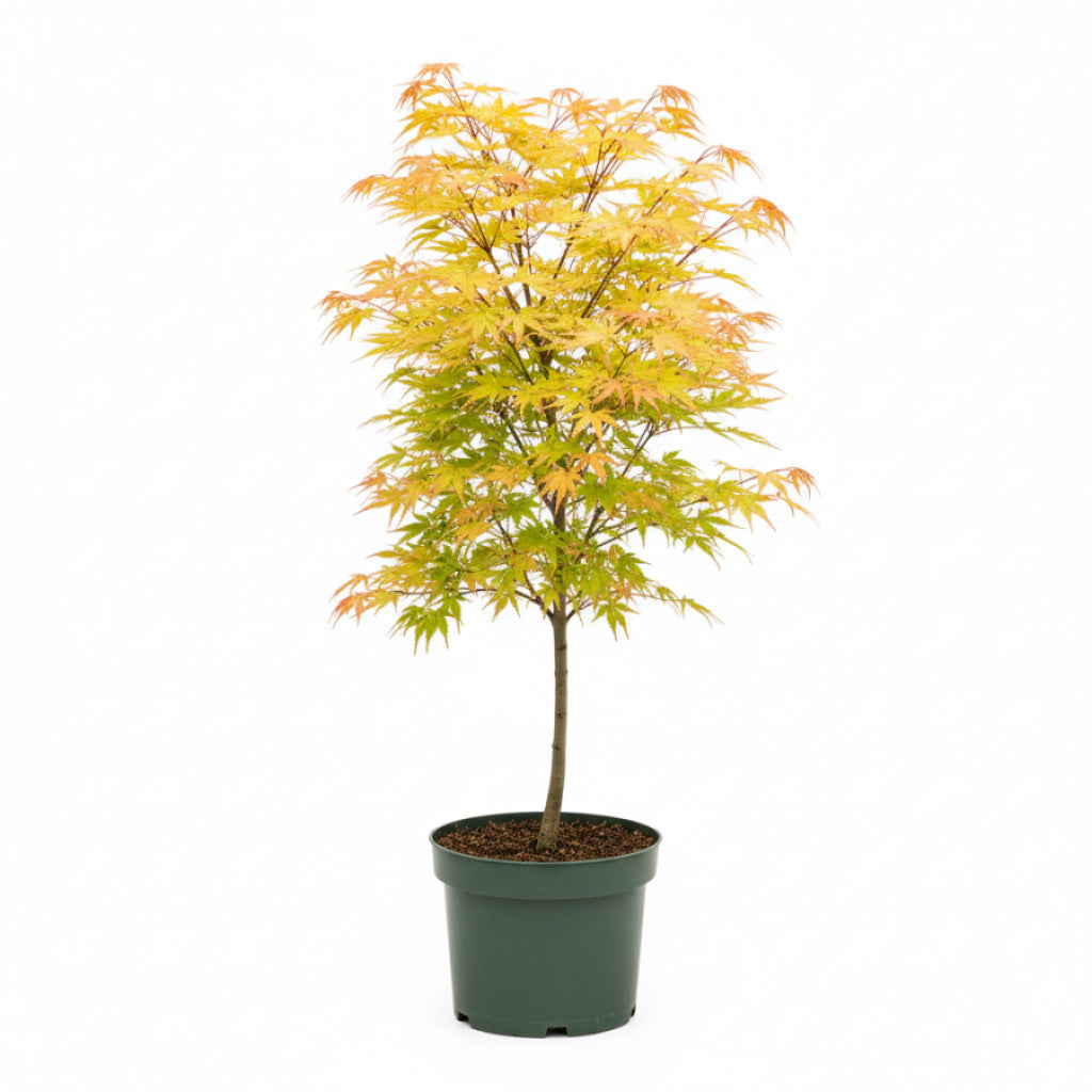 Japansk lönn – Acer pal. &