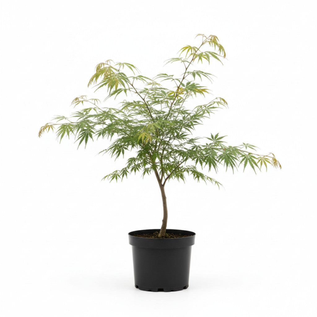 Japansk lönn – Acer pal. &