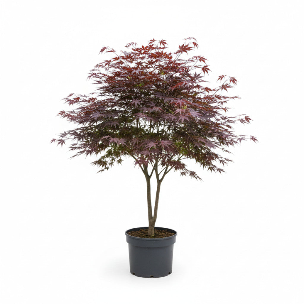 Japansk lönn – Acer pal. &