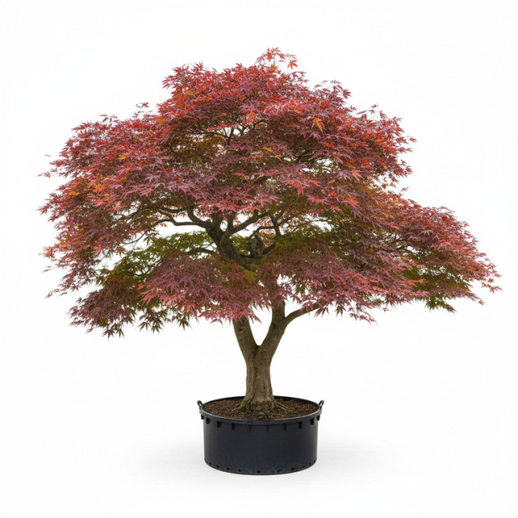 Japansk lönn – Acer pal. &