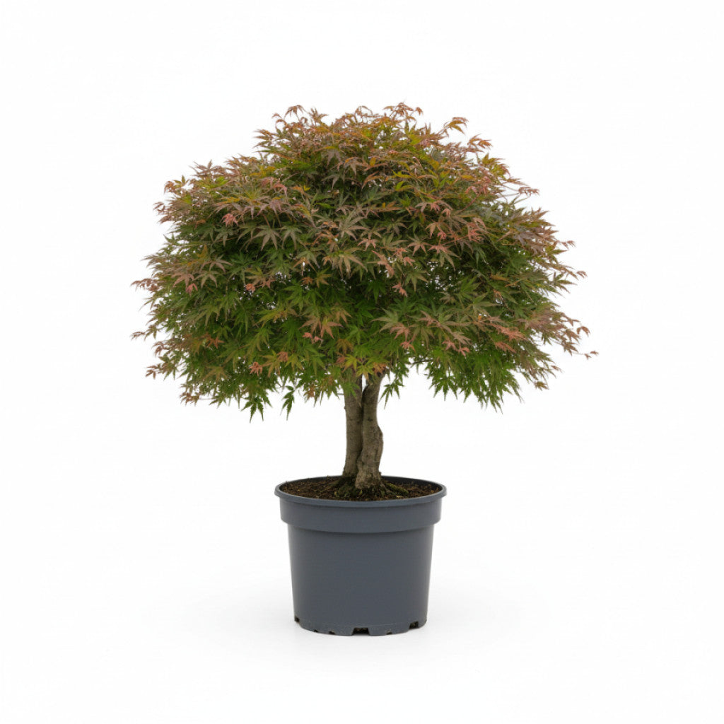 Japansk lönn – Acer pal. &